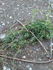 Cocculus diversifolius