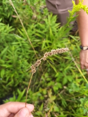 Carex vulpinoidea