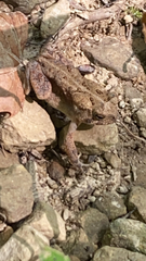 Anaxyrus americanus