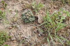 Coryphantha ottonis