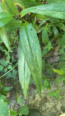 Tradescantia subaspera