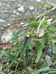 Cocculus diversifolius