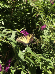 Papilio glaucus