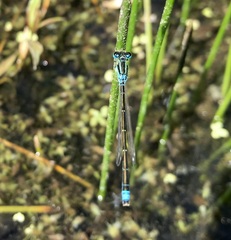 Ischnura pumilio
