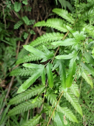 Japanese climbing fern