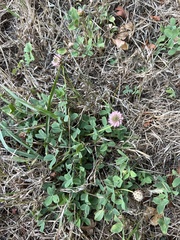 Trifolium fragiferum