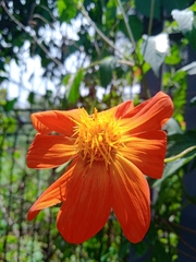 Dahlia coccinea