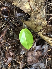 Maianthemum canadense