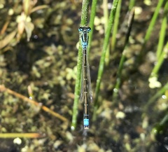 Ischnura pumilio