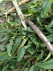 Cocculus diversifolius