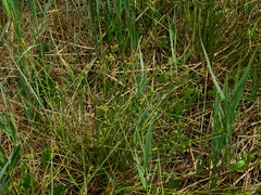 Carex extensa