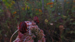 Graphosoma italicum italicum