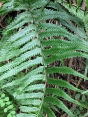 Microlepia marginata