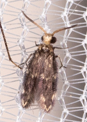 Hydroptilidae