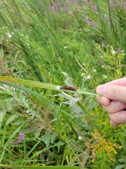 Macremphytus testaceus