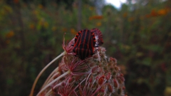 Graphosoma italicum italicum