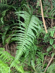 Microlepia marginata
