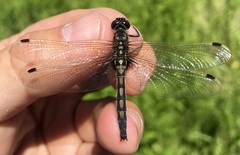Leucorrhinia rubicunda