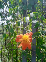Dahlia coccinea