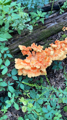 Laetiporus sulphureus