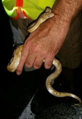 Bogertophis subocularis