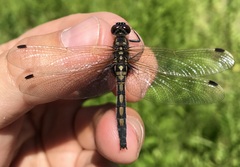Leucorrhinia rubicunda