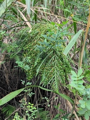 Woodwardia prolifera