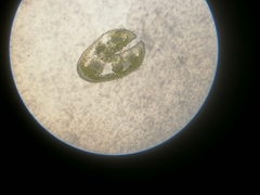 Festuca pseudodalmatica