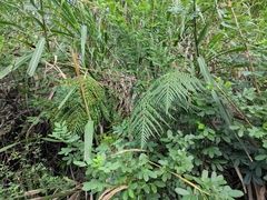 Woodwardia prolifera