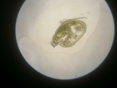 Festuca pseudodalmatica