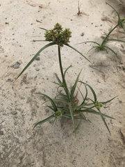 Cyperus eragrostis