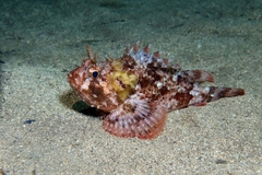 Scorpaena porcus