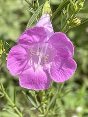 Agalinis purpurea