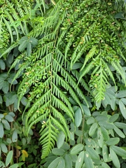 Woodwardia prolifera
