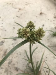 Cyperus eragrostis