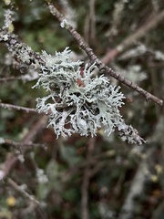 Evernia prunastri