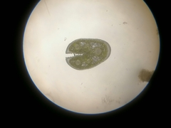 Festuca pseudodalmatica