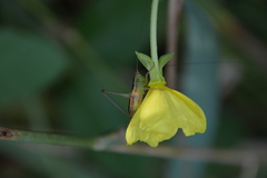 Conocephalini