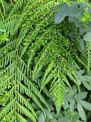 Woodwardia prolifera