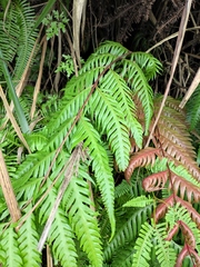 Woodwardia prolifera