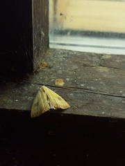 Rivula sericealis