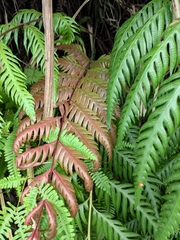 Woodwardia prolifera