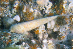 Terebridae