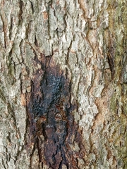 Badhamia utricularis