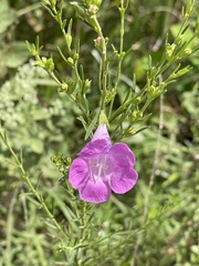Agalinis purpurea
