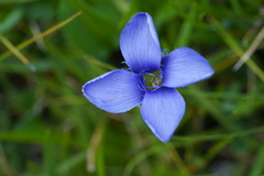 Gentianopsis ciliata