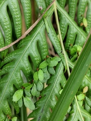 Woodwardia prolifera