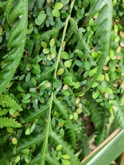 Woodwardia prolifera