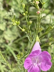 Agalinis purpurea