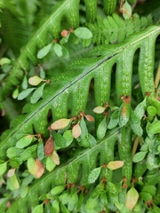 Woodwardia prolifera